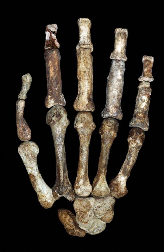 hand bones of Australopithecus sediba