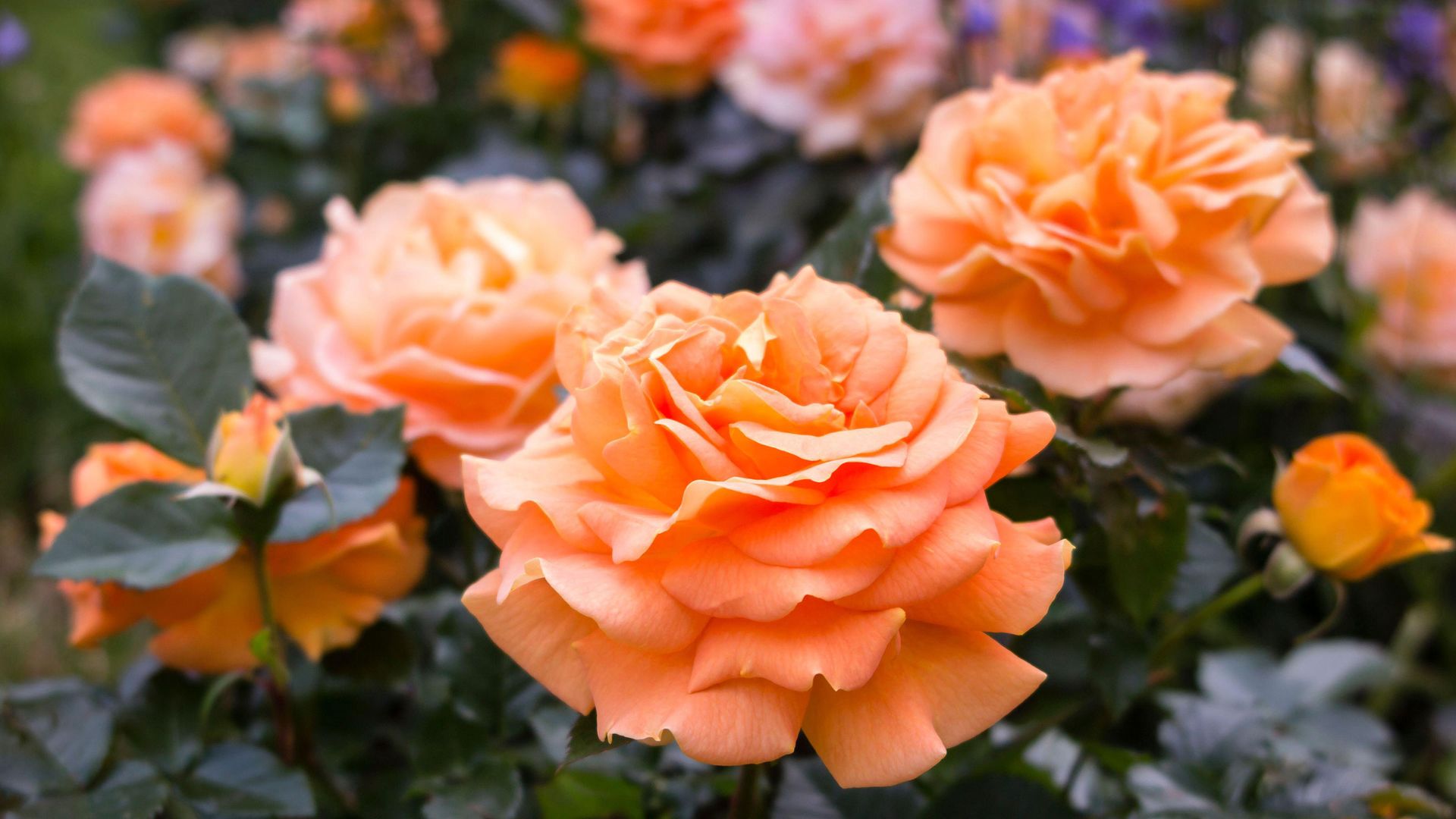 what-to-plant-in-november-14-plants-to-sow-and-grow-gardeningetc