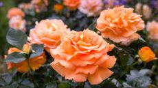 Apricot roses in full bloom
