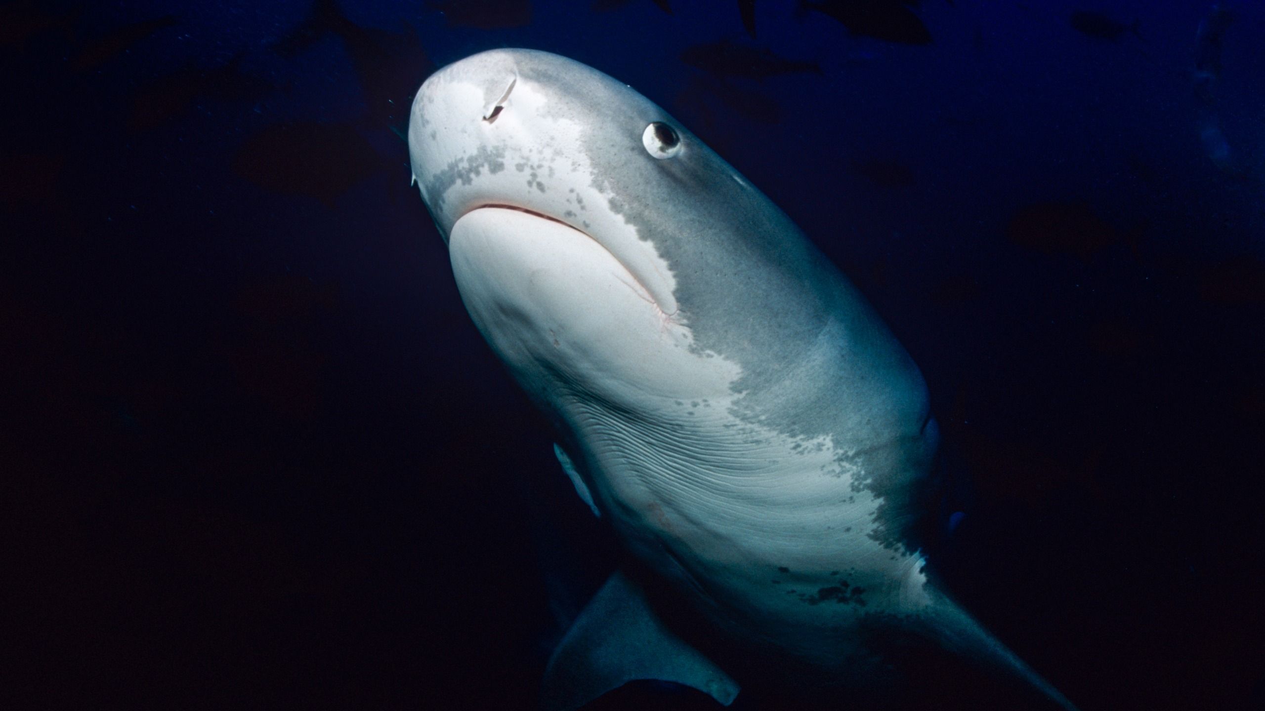 “I actually felt like crying when taking the photo” – underwater videographer on his heartbreaking…