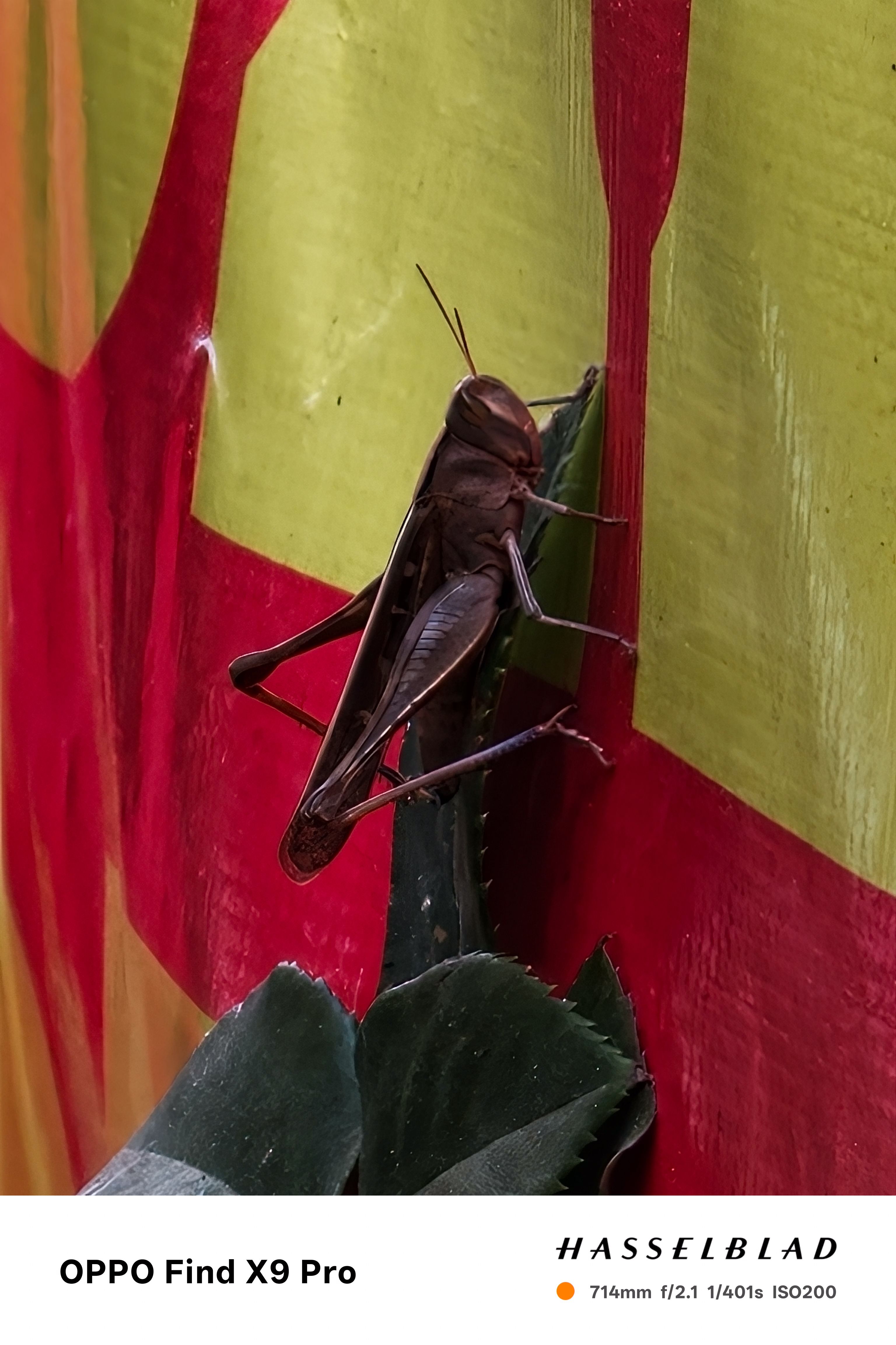 Close-up of a grasshopper on a leaf