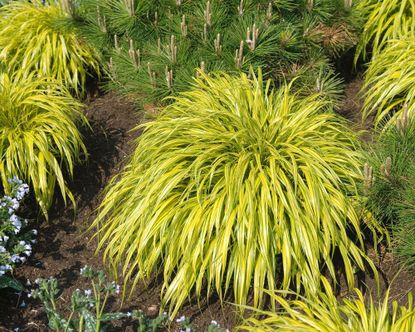 Jungle plants: 16 options for lush and leafy borders | Gardeningetc