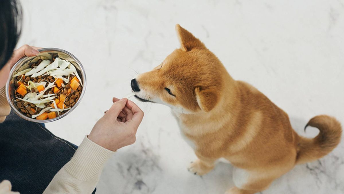 Can dogs eat butternut squash? Benefits and risks PetsRadar