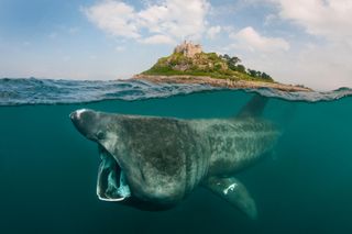 basking shark