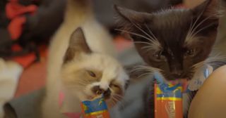 Kittens eating at the Kitty Bungalow Charm School for Wayward Pets