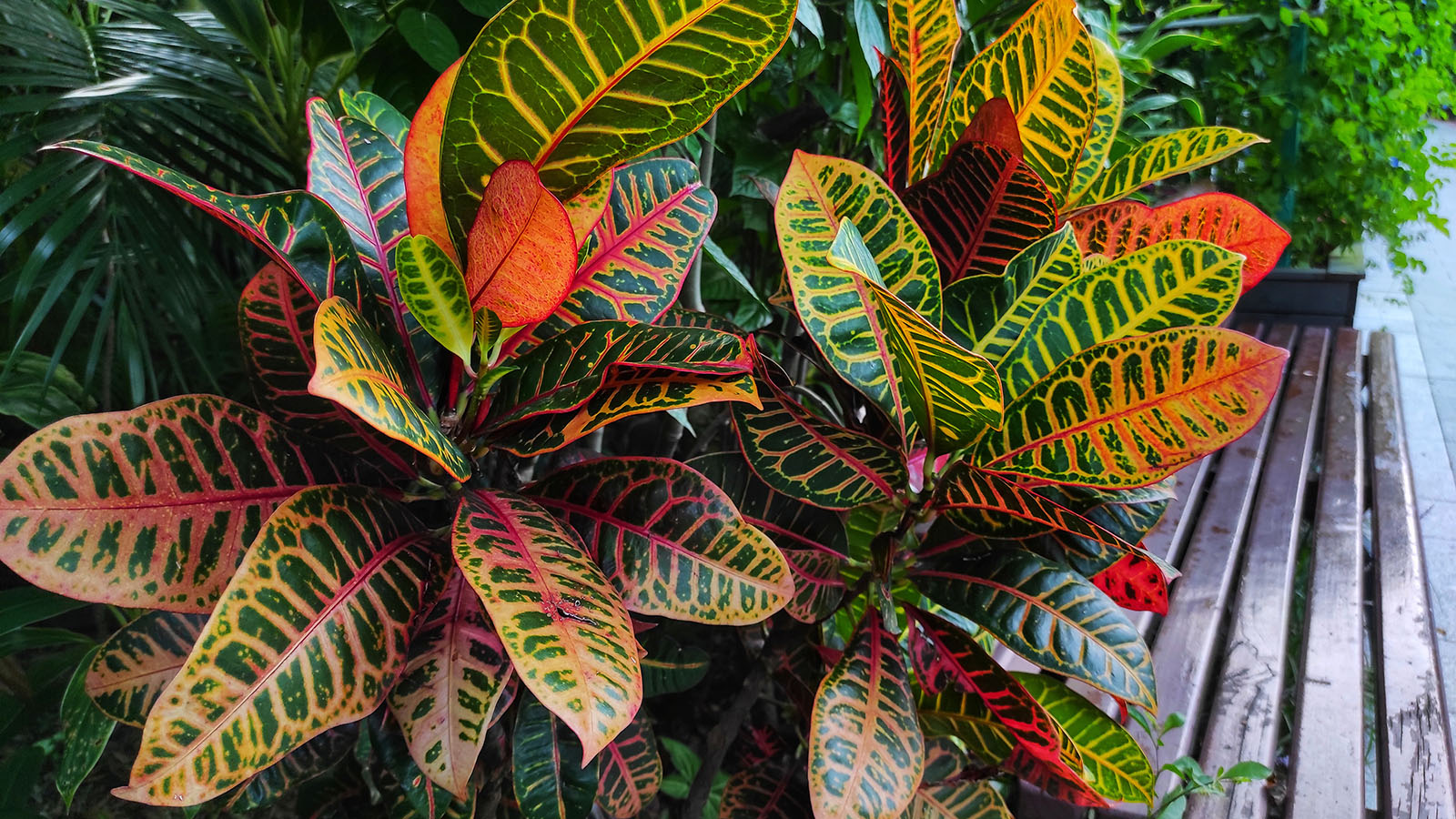Codiaeum variegatum or Garden croton is a popular indoor ornamental plant in the form of shrubs with very varied leaf shapes and colors.