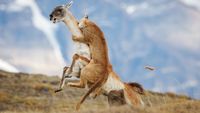 A puma attacking a guanaco in a mountainous landscape