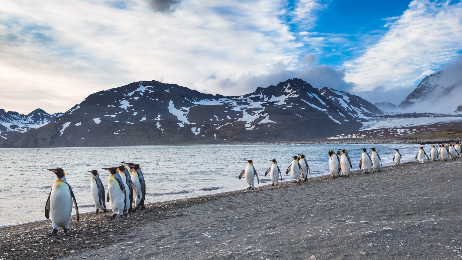 Penguin Waddling menyusuri pantai dalam garis dengan pegunungan di latar belakang