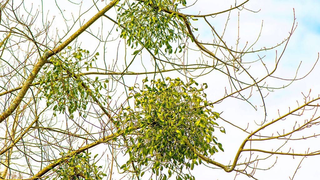 Wild mistletoe on a tree