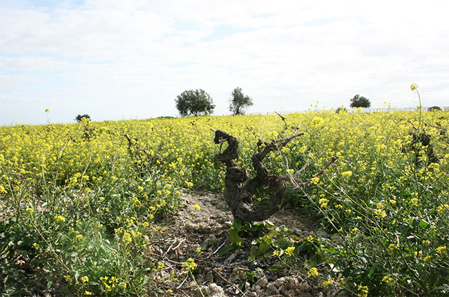 Old Palomino vines in Sanlucar's Campeonisimo vineyard, Jerez.
