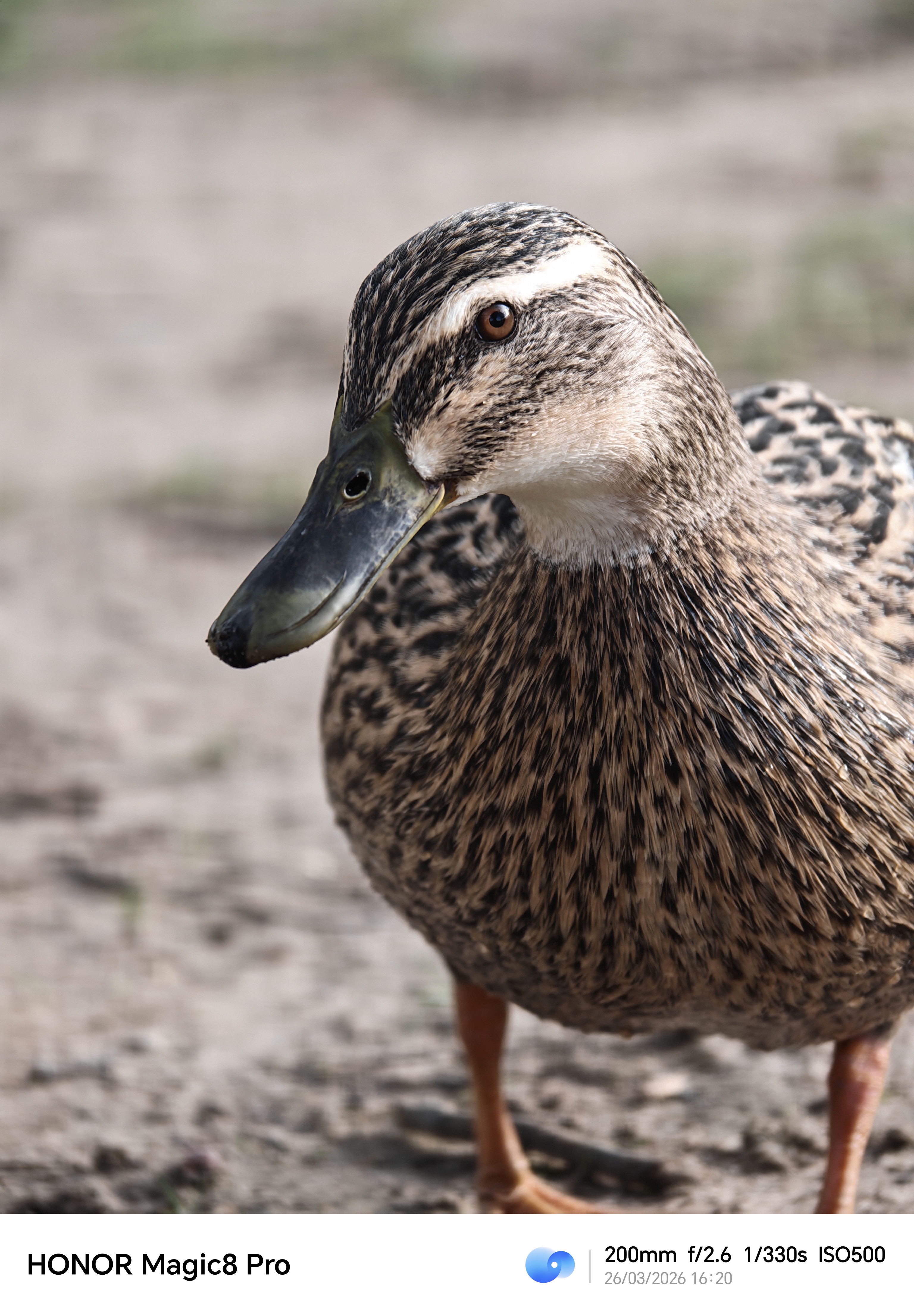 Close-up portrait of a duck with a blurred background, photographed at 200mm on the Honor Magic8 Pro