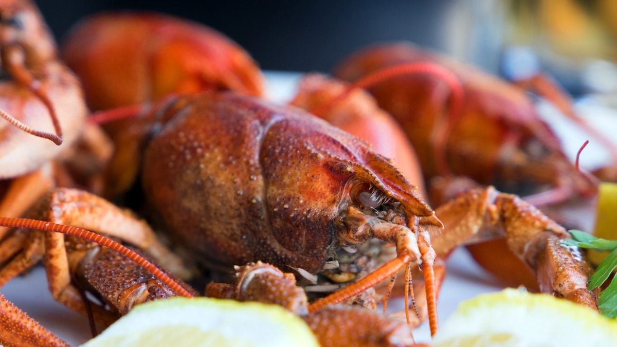Can You Compost Lobster Shells Tips On Adding Lobster Shells To