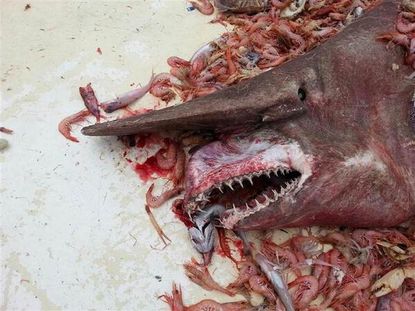 Rare, ugly goblin shark caught in the Gulf of Mexico