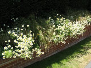 raised beds filled with grasses and white flowering Leucanthemum and Valerian