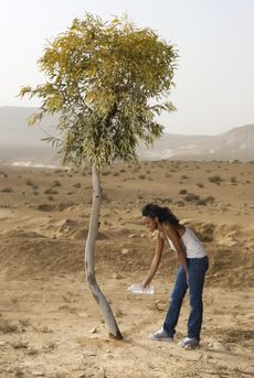 Woman Watering Eucalyptus Tree In Desert