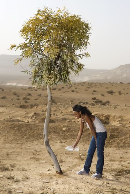 Woman Watering Eucalyptus Tree In Desert