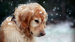 A golden retriever in the snow