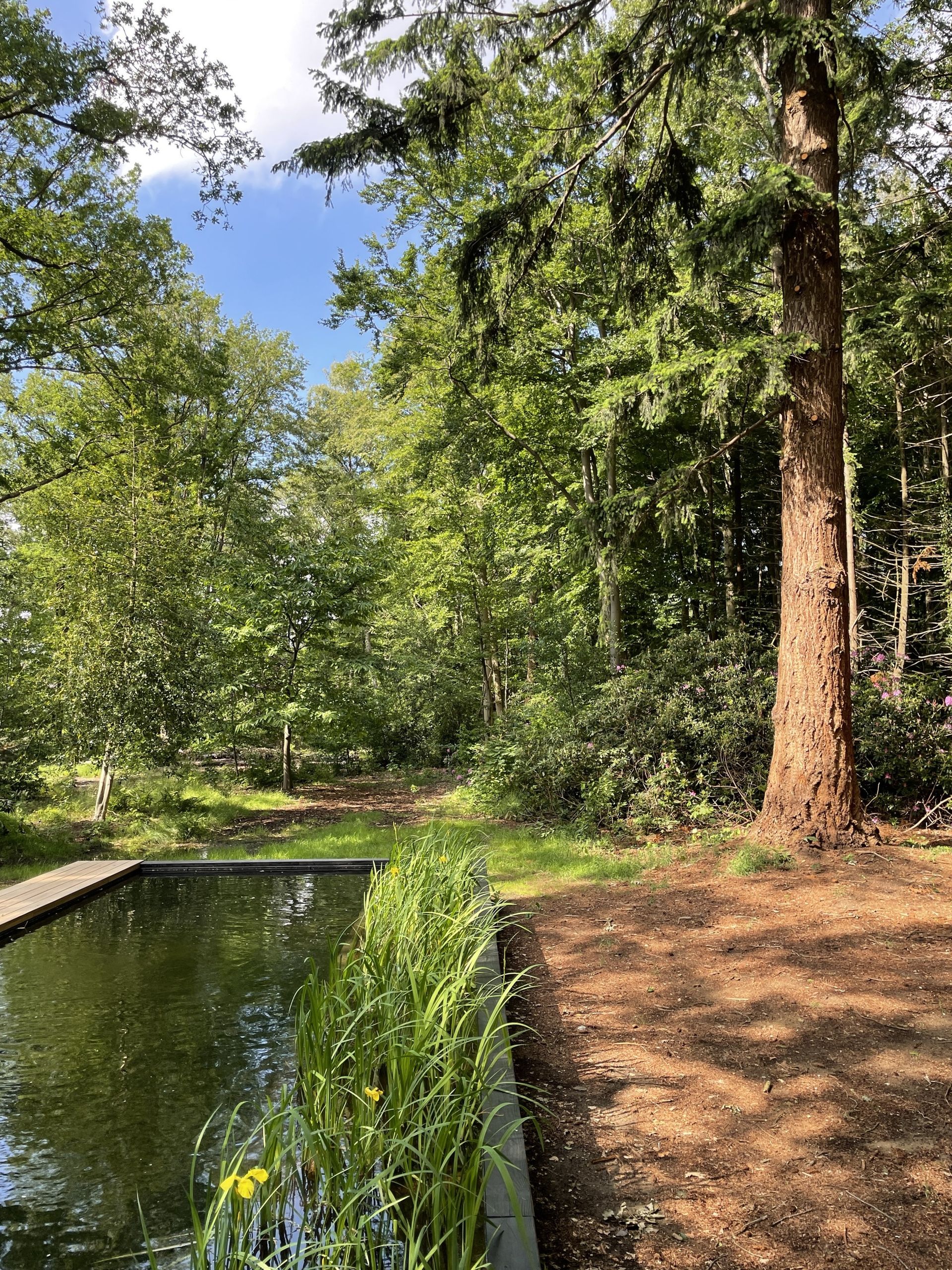 A natural swimming pool lined with reeds