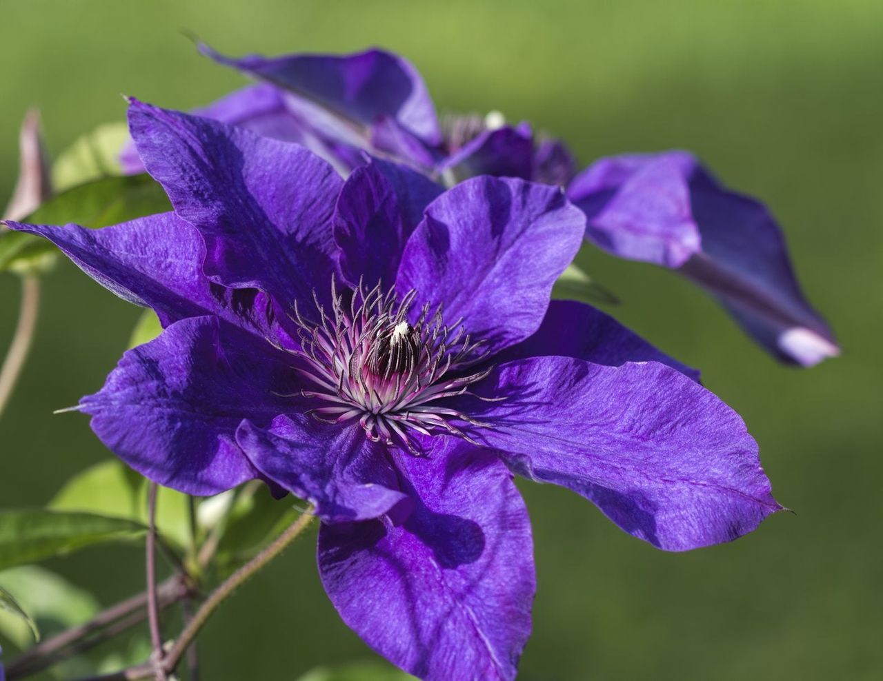 Purple Clematis Flowers