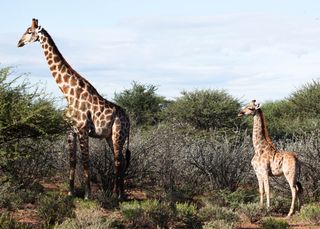 A dwarf giraffe spotted in Namibia standing with a typical adult male giraffe.