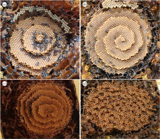 Four different patterns of Tetragonula nests. The researchers were able to reproduce all of them with subtle tweaks to their model.