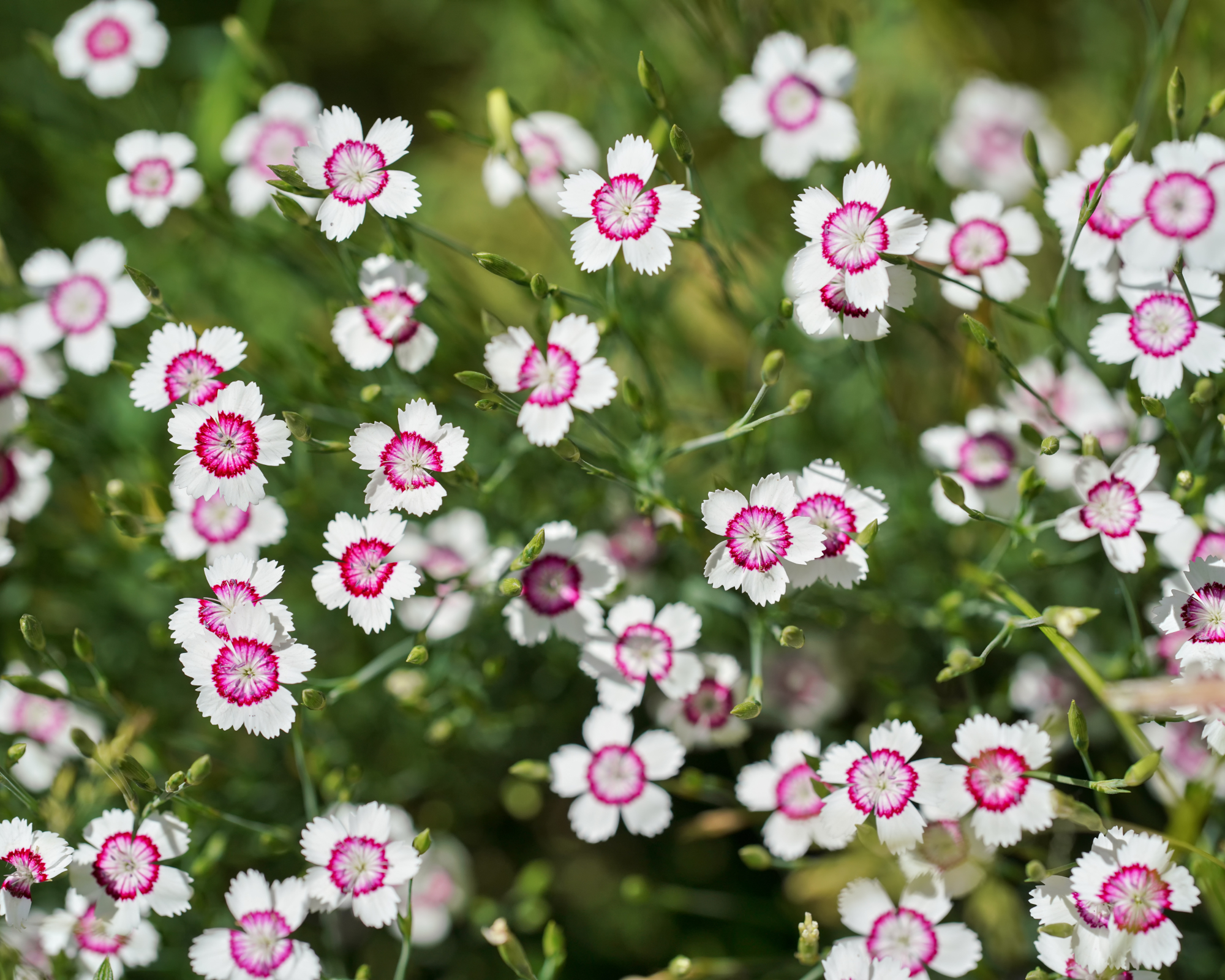 dianthus deltoides 'Arctic Fire' being grown as groundcover