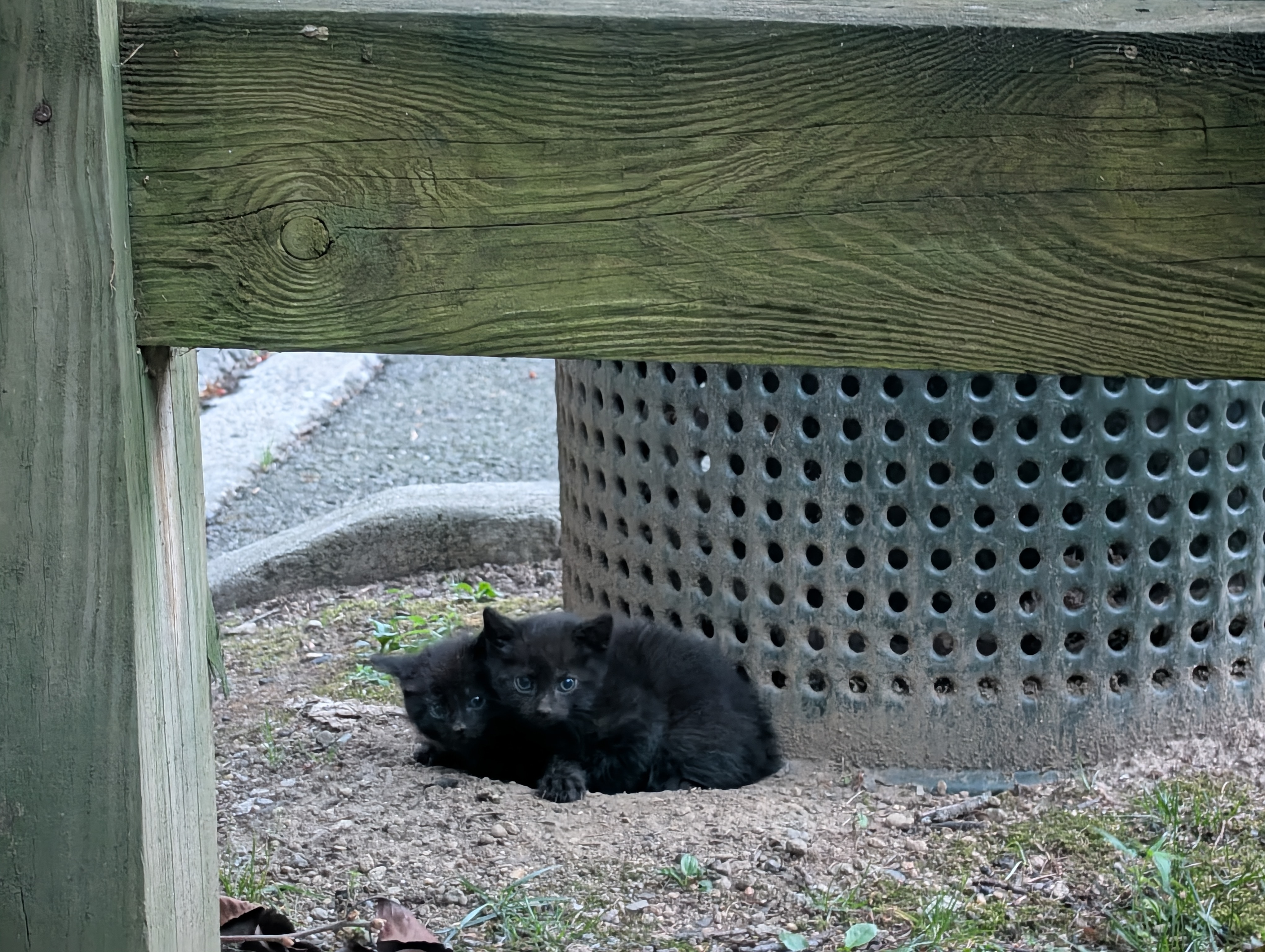 Two small black kittens next to a metal trash can, eyes wide open