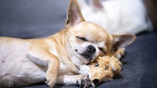 A red-haired Chihuahua dog is sleeping blissfully, cuddling up to his toy.