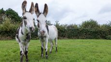 Donkeys rescued during Storm Dennis