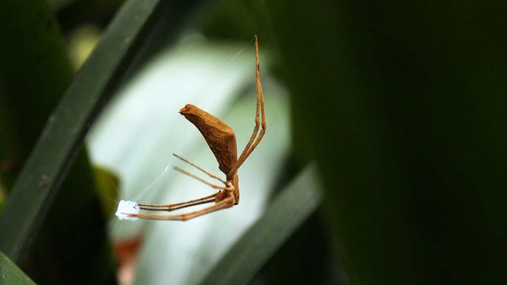 a profile of the ogre-faced spider hanging from its web