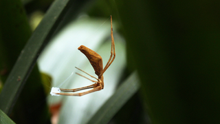 This ones called spiders 🕷️ #onmyfacetheyarestilltogether #sadsong #d