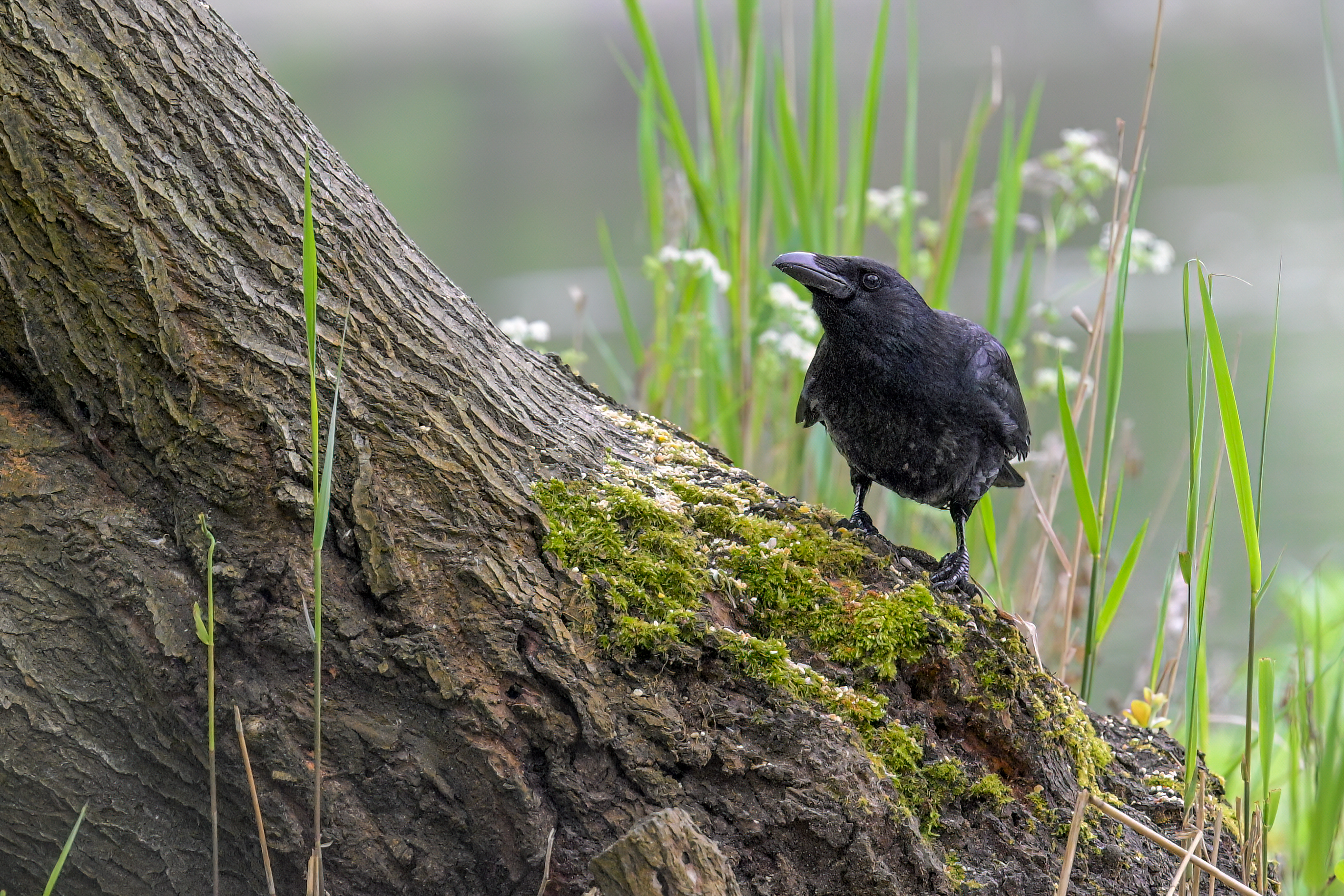 Carrion crow