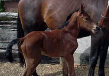 foal9.jpg