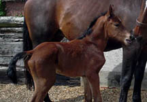 foal9.jpg
