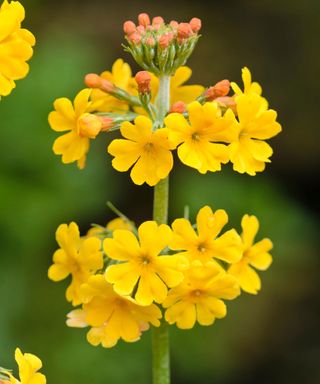 Primula bulleyana is a golden candelabra primula