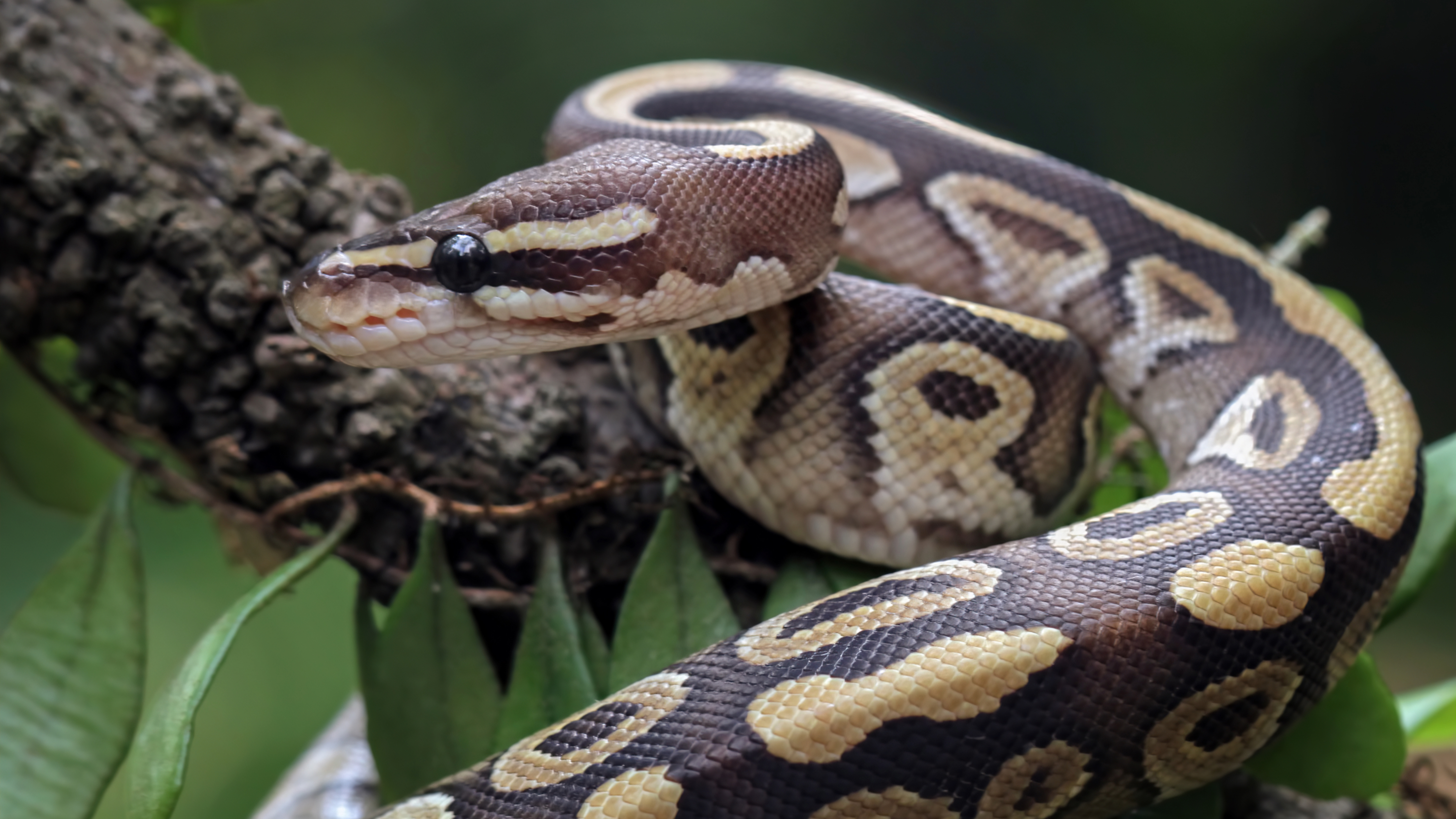 Ball python