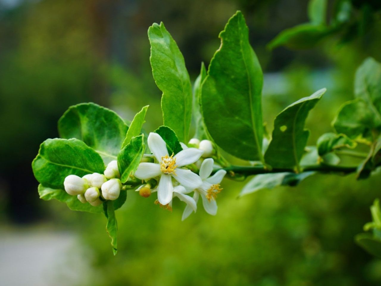 Citrus Buds