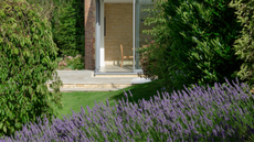 a garden with lots of lavender