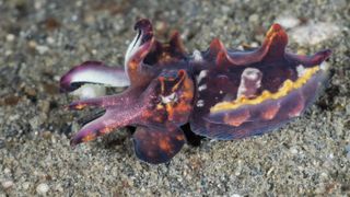 The flamboyant cuttlefish (Metasepia pfefferi