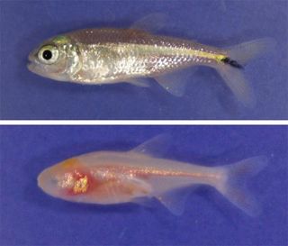 Mexican cavefish and a surface-dwelling Mexican tetra