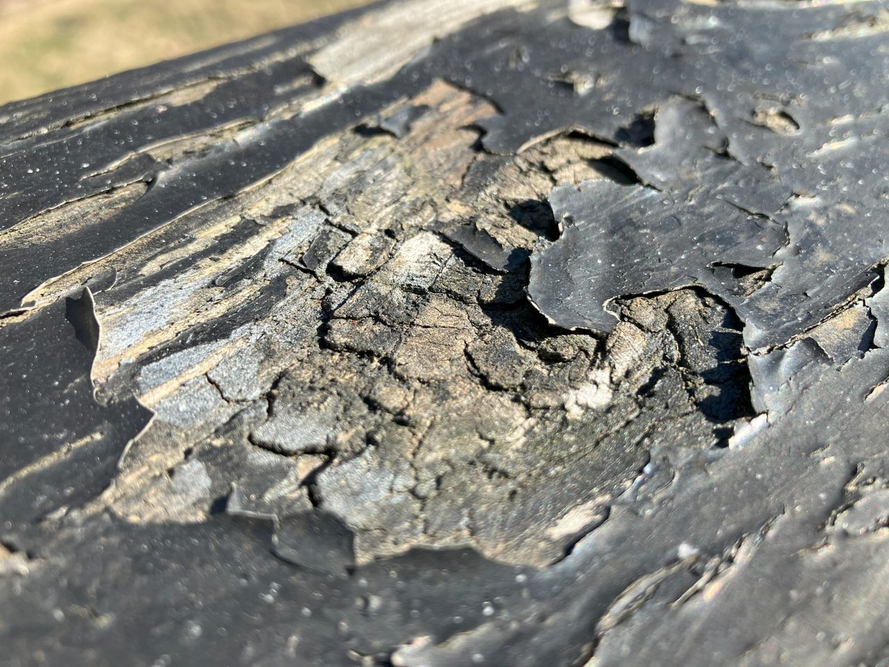 Apple iPhone SE 2022 camera sample.