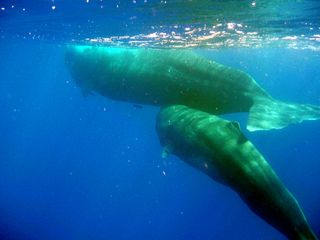 Two members of “the best studied social unit of sperm whales in the world,” Mother “Fingers” and her baby “Thumb,” swim together off the coast of Dominica. 