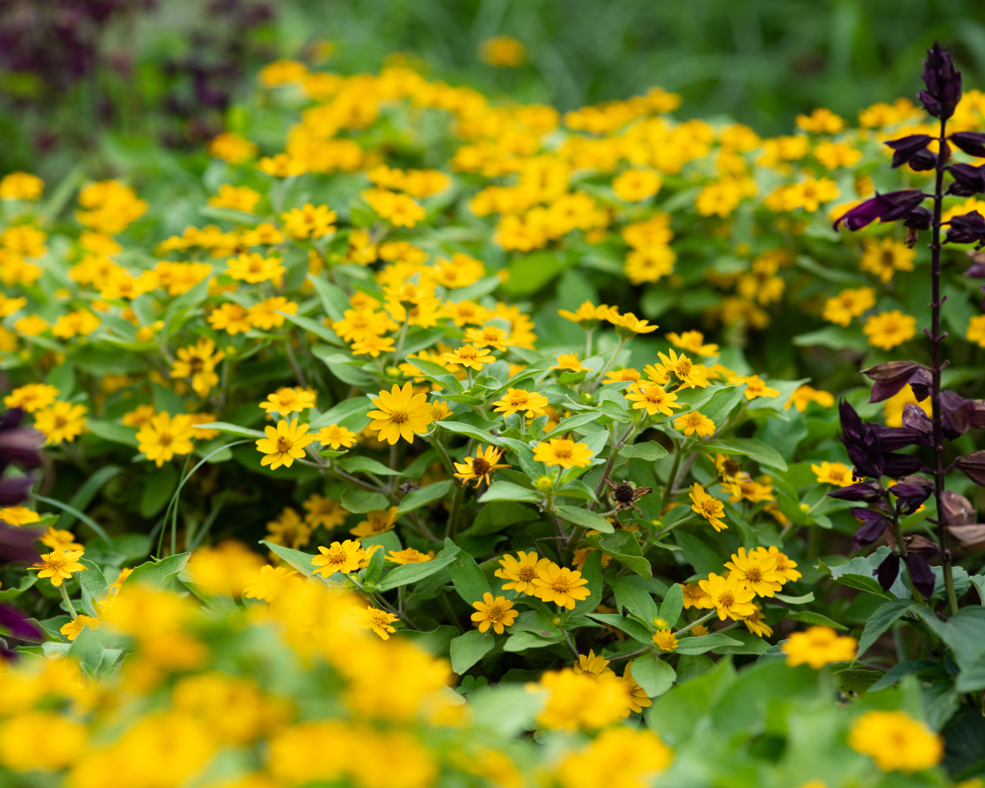 melampodium butter daisies in garden