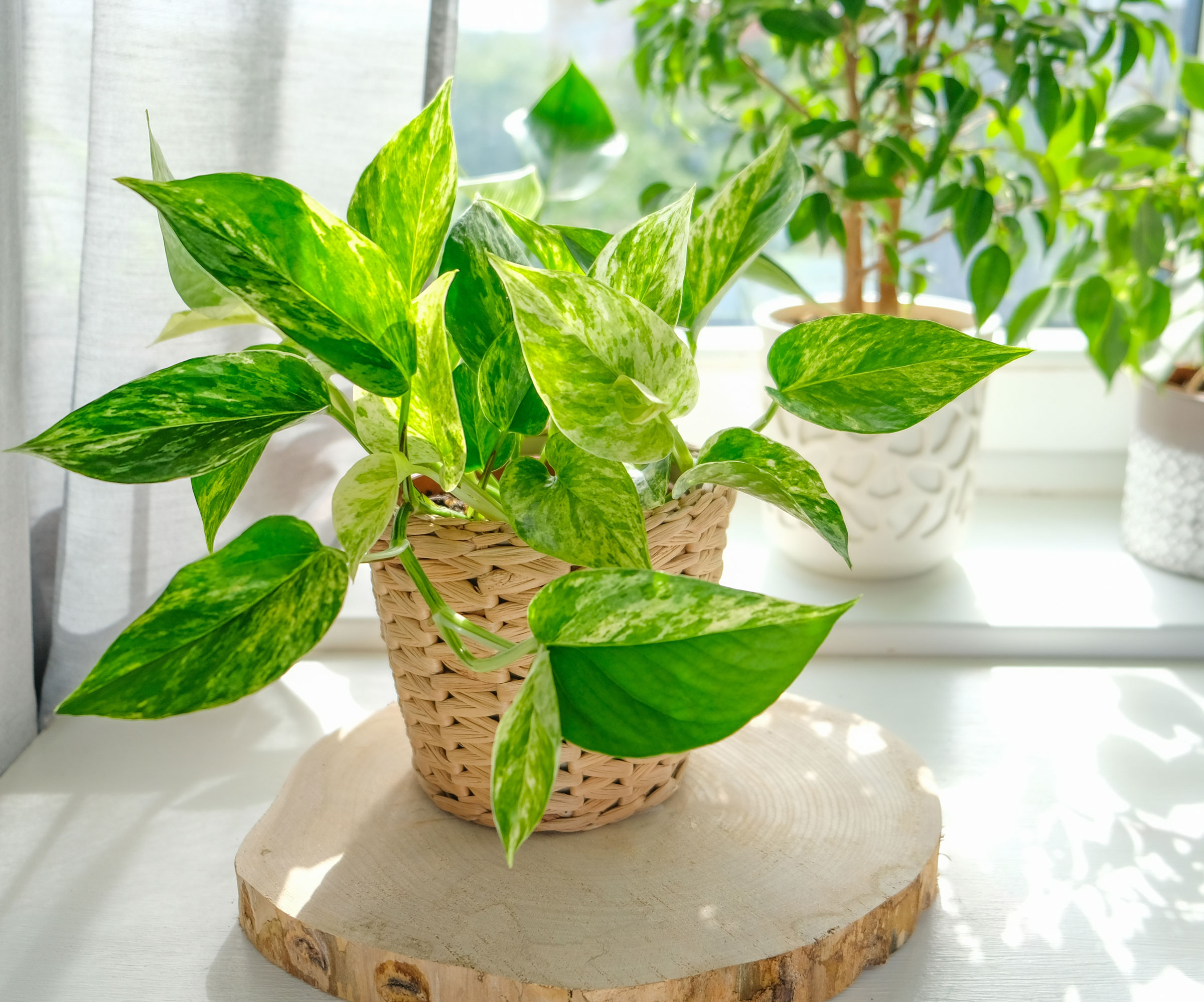 healthy houseplant with short stems on worktop near windowsill