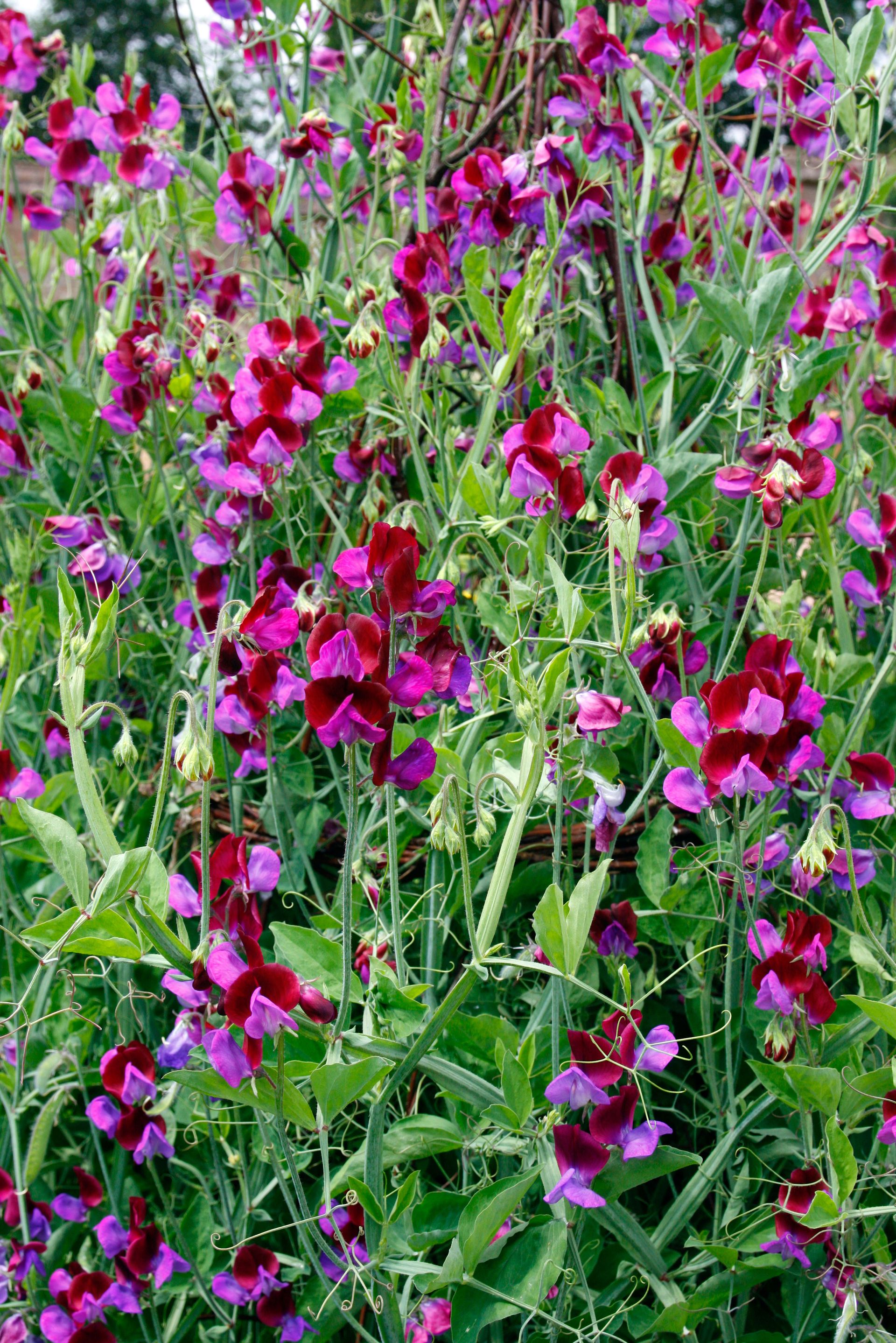 Best flowering climbers 10 top flowering climbing plants Homes & Gardens