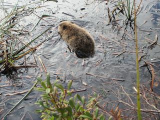 Beaver kit in Scotland