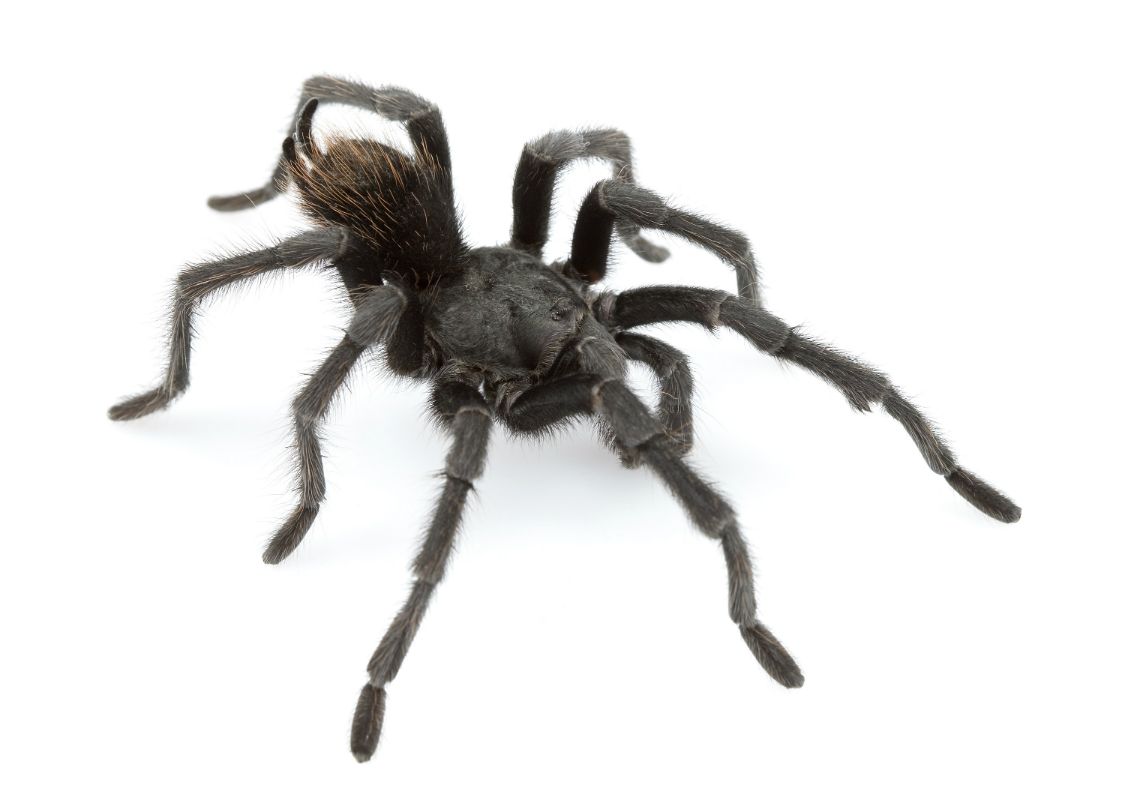 Tarantula in Black Dark, Hairy Spider Named After Johnny Cash Live