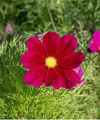 Cosmos bipinnatus ‘Dazzler’