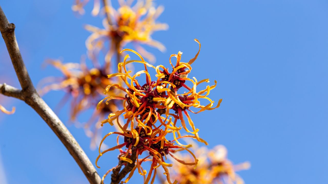 Witch hazel in bloom, Hamamelis intermedia &#039;Jelena&#039;, with orange and red flowers and a blue sky beyond