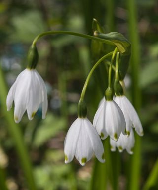 Leucojum or snowflakes are spring bulbs related to snowdrops